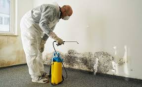 Trusted Rendon, TX Mold Remediation Experts