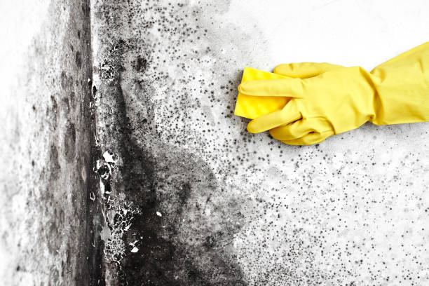 Mold Remediation for Vacation Homes in Rendon, TX